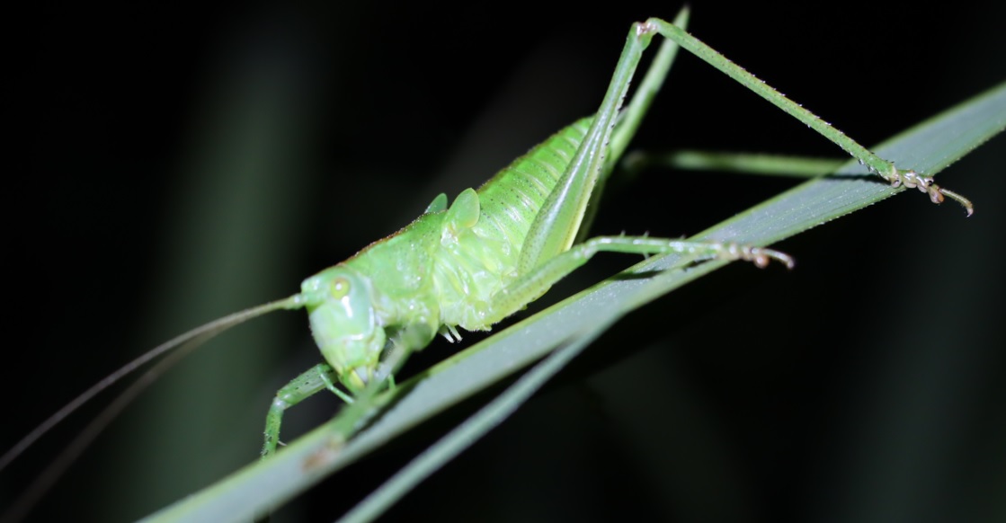 ヤナギ林周辺の草原_ヤブキリ幼虫♀_2022年5月28日20時10分頃 気温23度